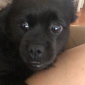 Meet your Posher, Antonieta